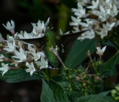 2022 09 17 LongFellowGarden 011